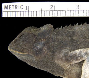 Media type: image; Herpetology R-59160